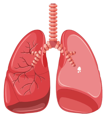 Human Respiratory System: Definition, Diagram, Parts and Function_7.1