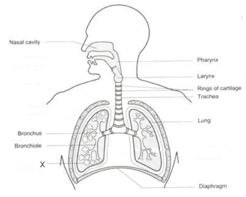 Human Respiratory System: Definition, Diagram, Parts and Function_4.1