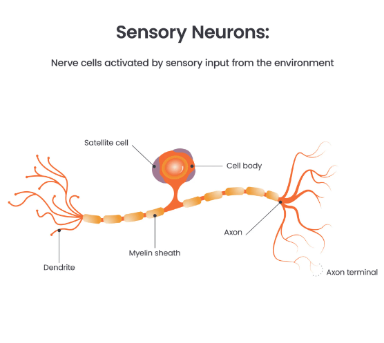 Sensory and Motor Neurons: Definition and Differences_3.1