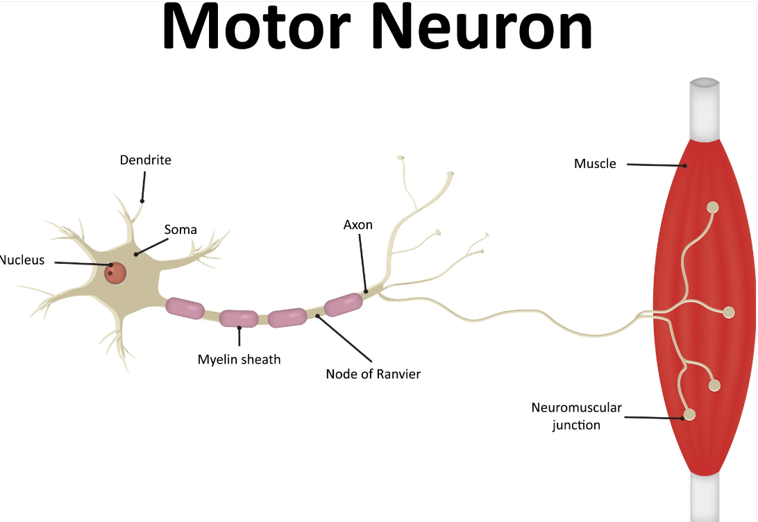 Sensory and Motor Neurons: Definition and Differences_4.1