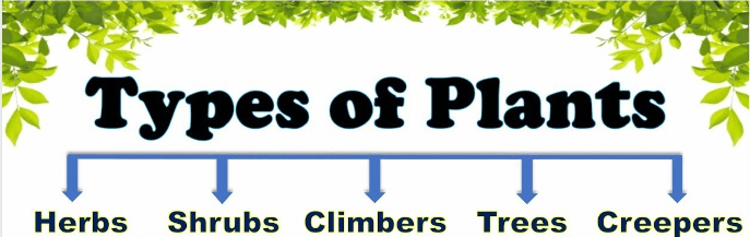 Different Types of Plants - Herbs, Shrubs, Trees and Climbers_4.1