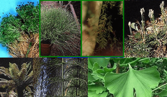 Different Types of Plants - Herbs, Shrubs, Trees and Climbers_3.1