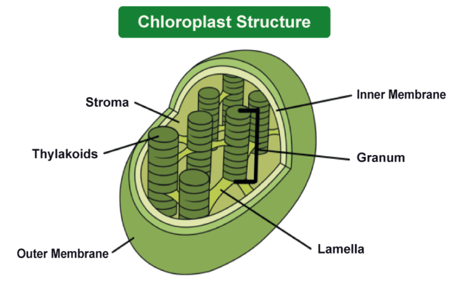 Chloroplast: Definition, Diagram, Functions and Structure_5.1