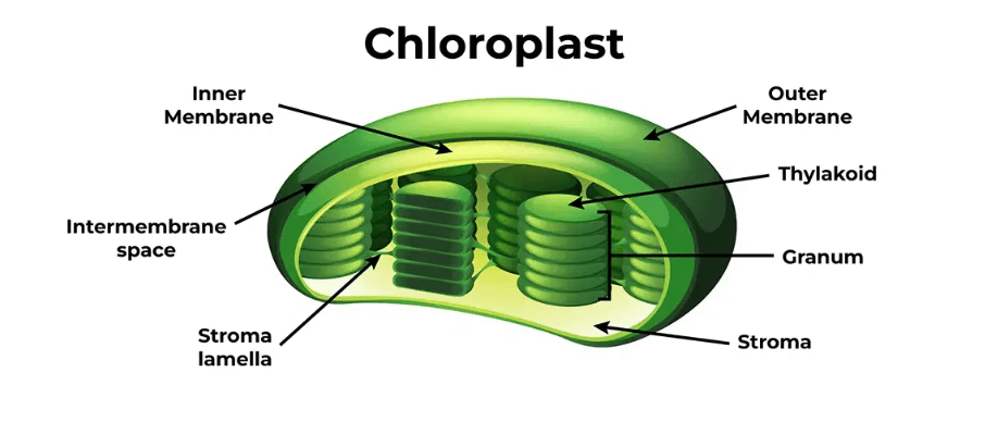 Chloroplast: Definition, Diagram, Functions and Structure_3.1