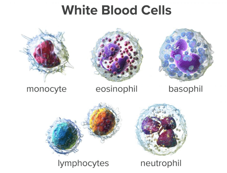 Blood - Definition, its Components, and Functions_13.1
