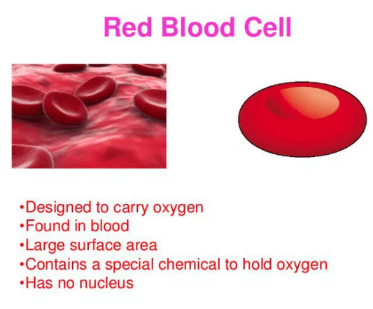 Blood - Definition, its Components, and Functions_8.1