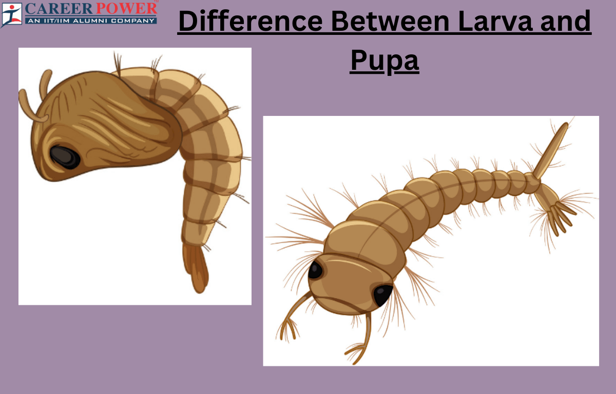 difference between larva and pupa