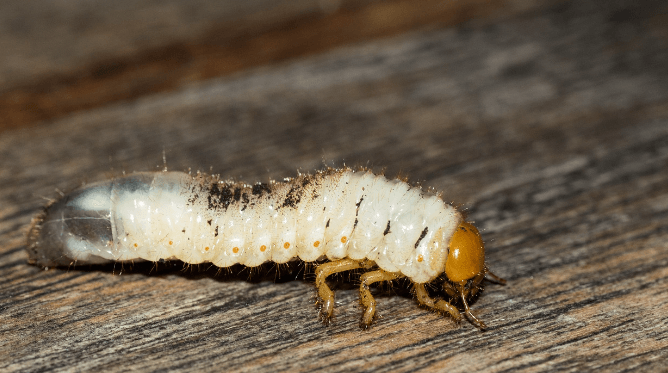 Difference Between Larva and Pupa_3.1