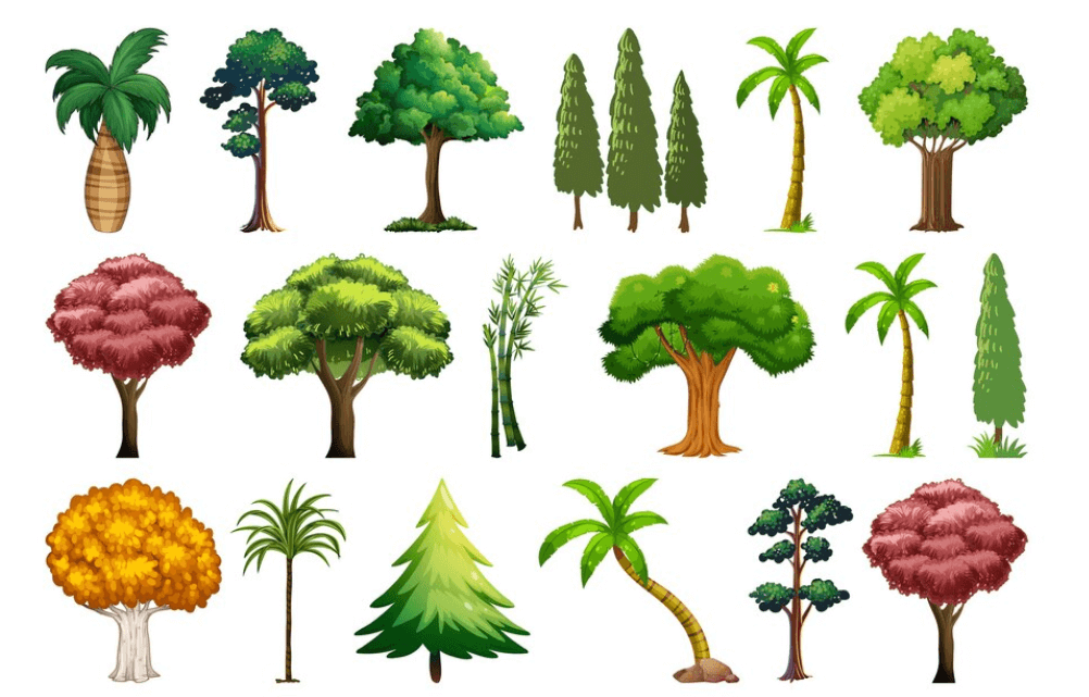 Trees Names, List of 50+ Tree Names in English_3.1