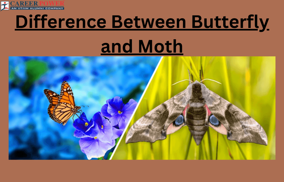 Difference between butterfly and moth
