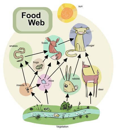 Food Web: Definition, Diagram, Examples, Food Chain and its Importance_3.1