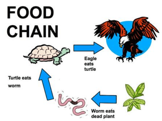 Food Web: Definition, Diagram, Examples, Food Chain and its Importance_4.1