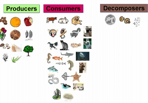 Food Web: Definition, Diagram, Examples, Food Chain and its Importance_5.1