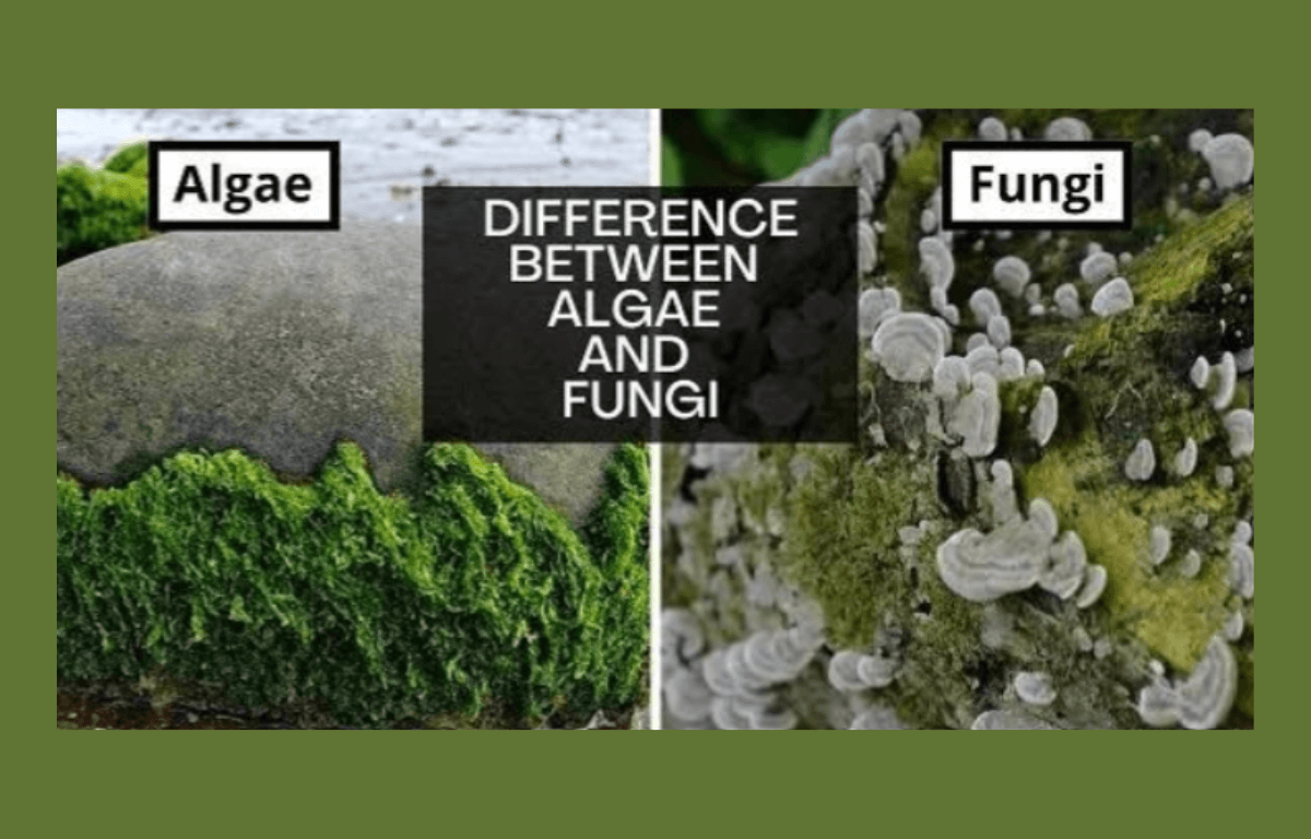 difference between algae and fungi