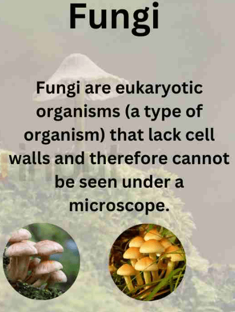 Algae and Fungi - Differences with Examples_4.1