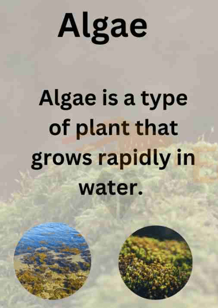 Algae and Fungi - Differences with Examples_3.1
