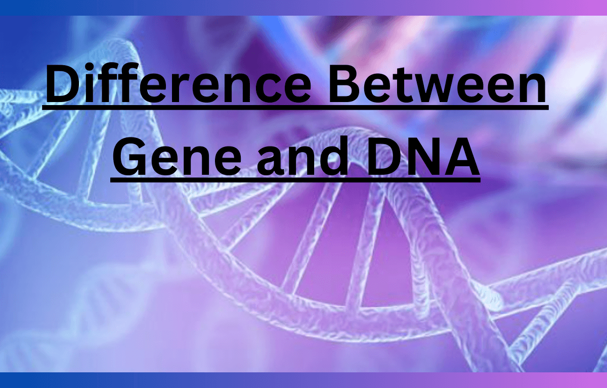 difference between gene and DNA