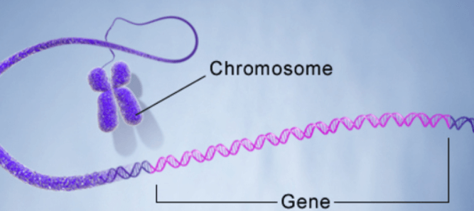 Gene and DNA: Definition, Differences, and Importance_3.1
