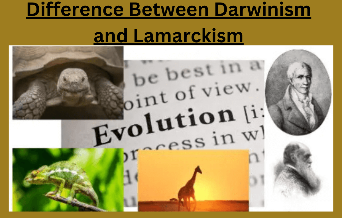 Difference between Darwinism and Lamarckism