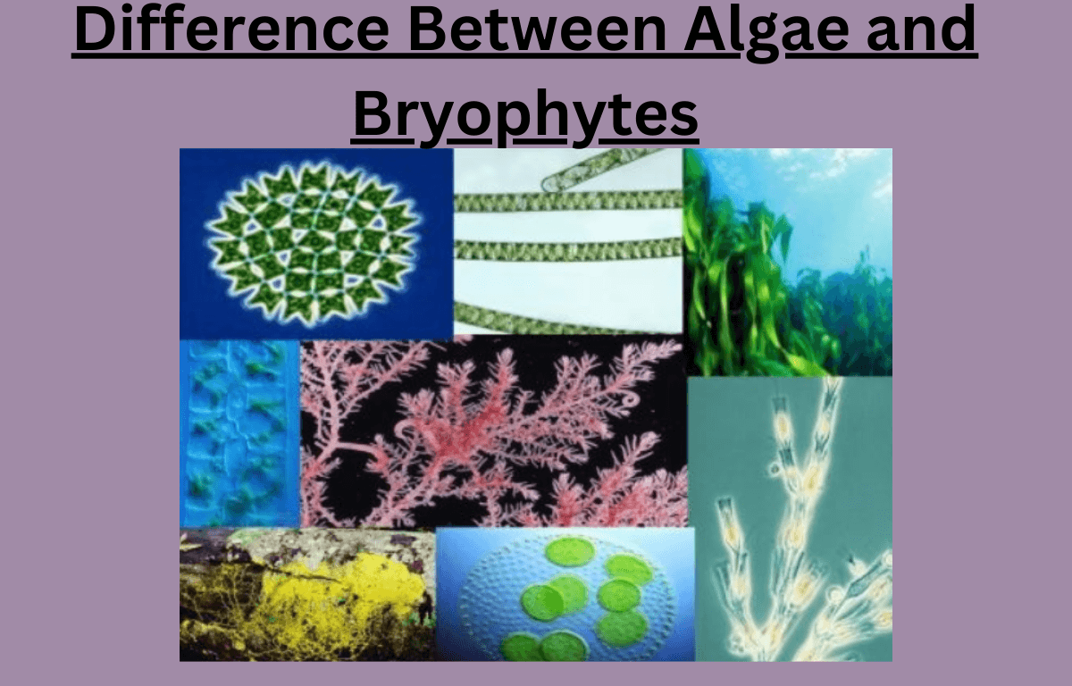 difference between algae and Bryophytes