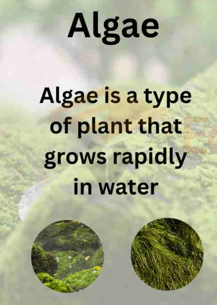Algae and Bryophytes - Definition, Differences, and Similarities_3.1