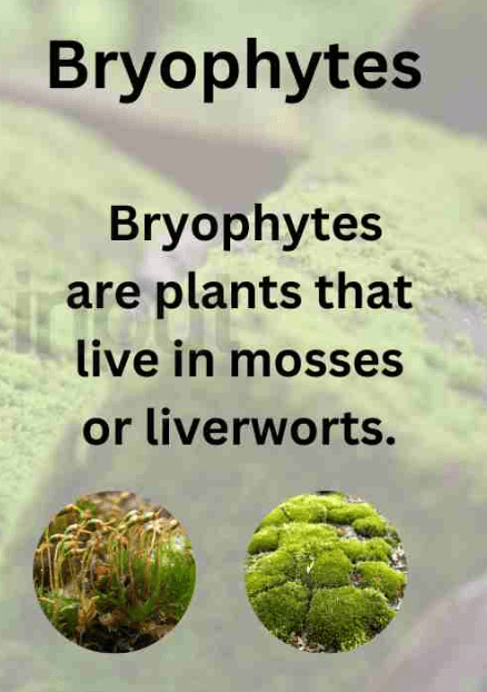 Algae and Bryophytes - Definition, Differences, and Similarities_4.1