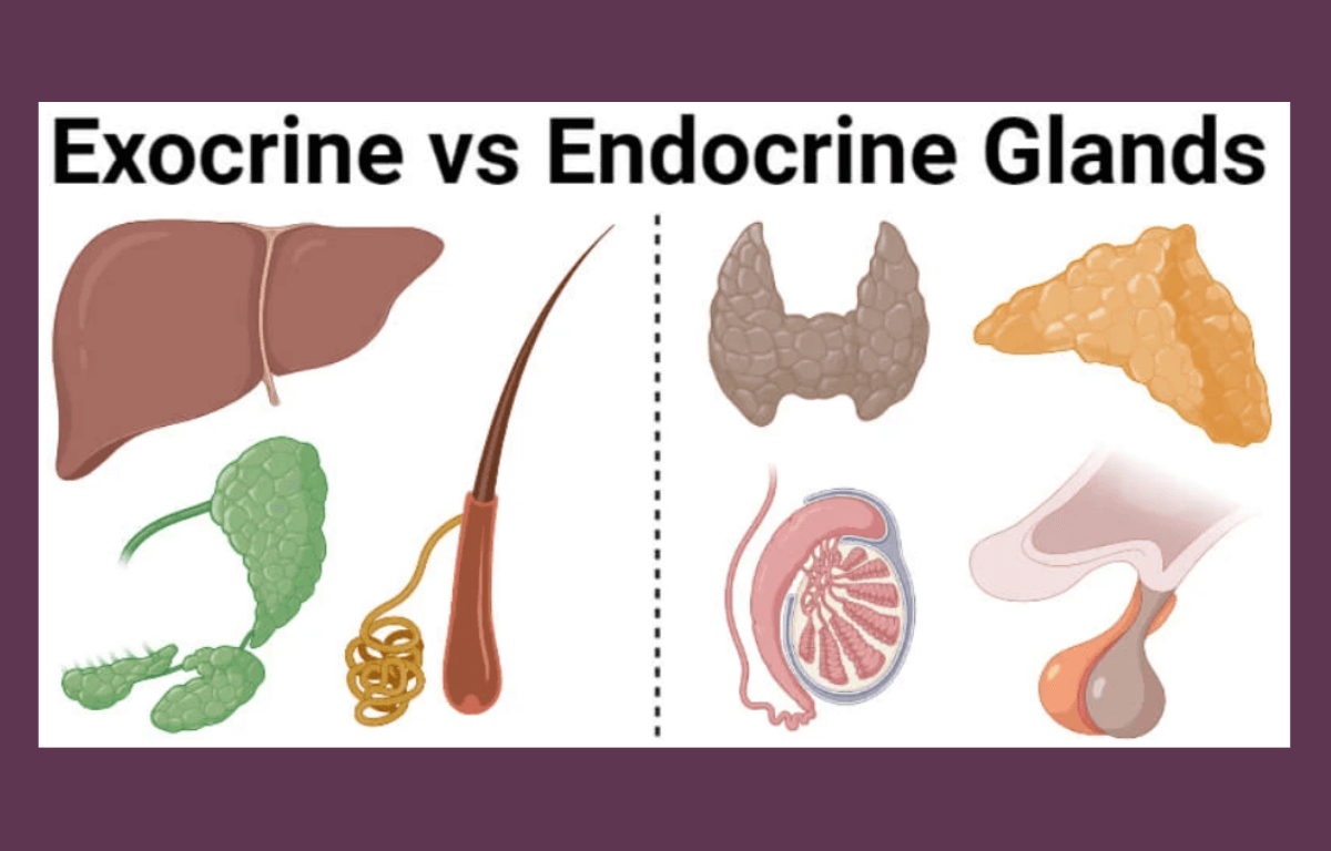 Difference Between Exocrine And Endocrine Gland 1 