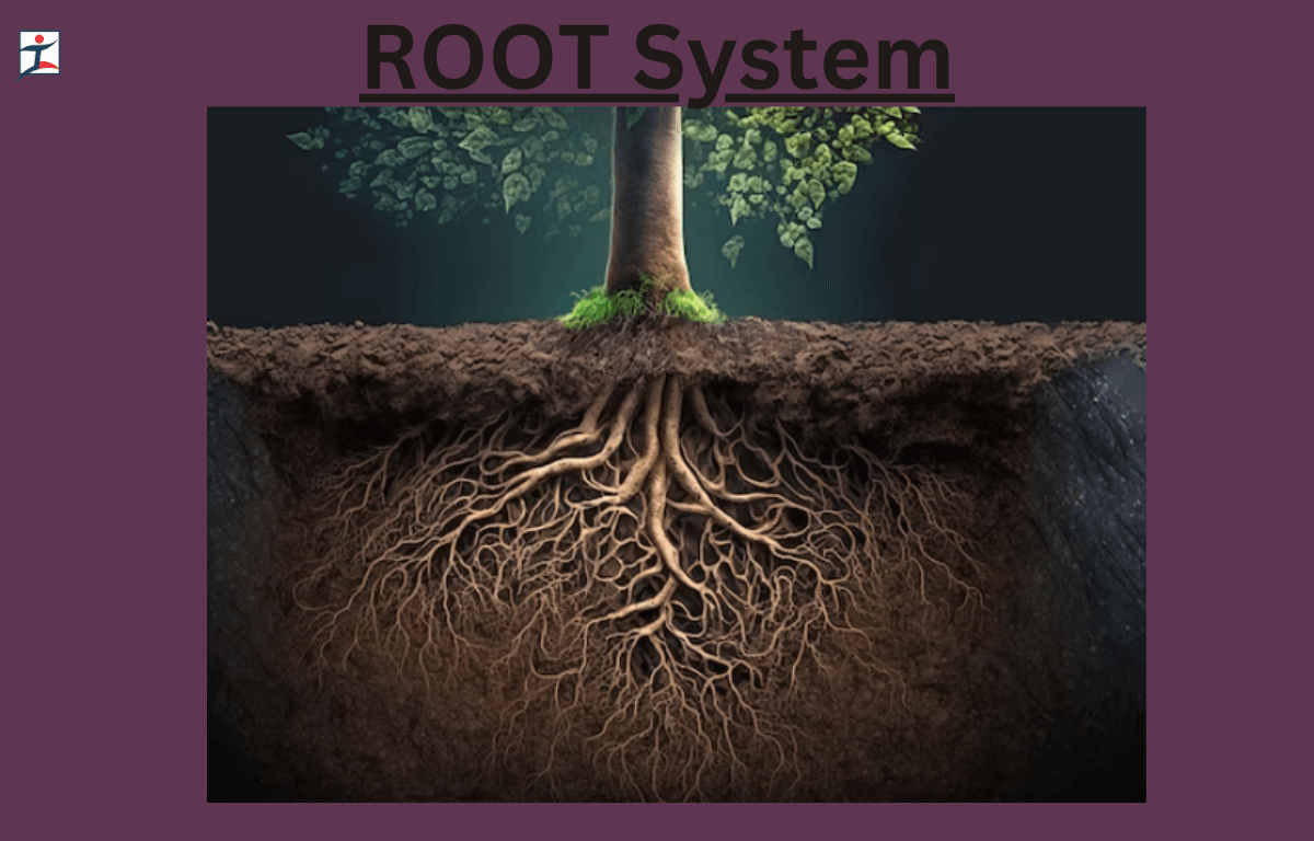 root system