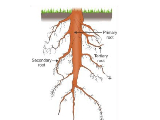 Root System: Definition, Functions, and Types of Roots_6.1