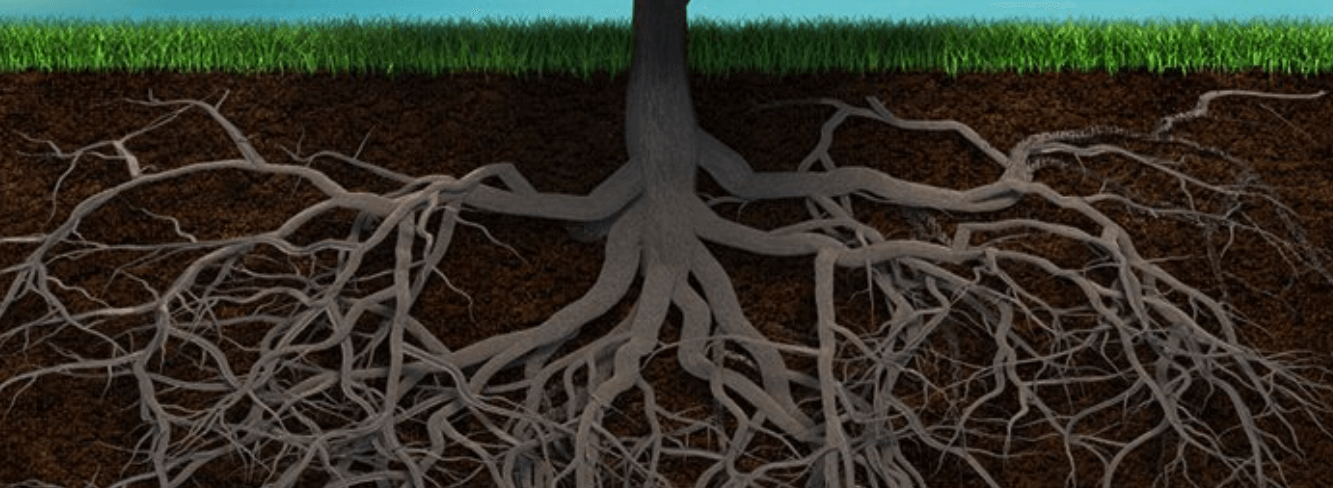 Root System: Definition, Functions, and Types of Roots_4.1