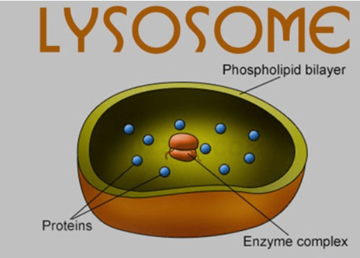 Lysosomes - Definition, Diagram, Structure and Functions_3.1