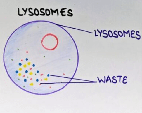 Lysosomes - Definition, Diagram, Structure and Functions_4.1