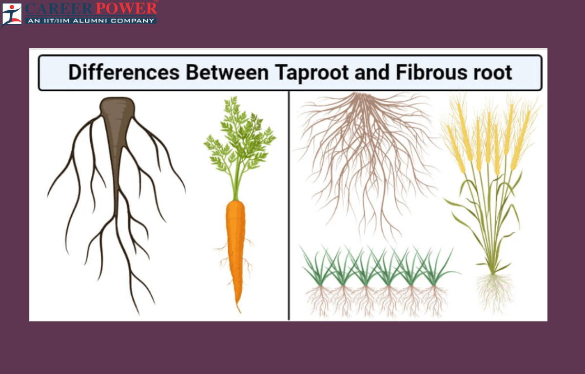 difference between taproot and fibrous root