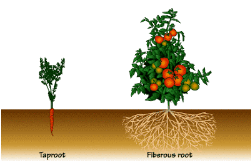 Difference Between Tap Roots and Fibrous Roots_5.1