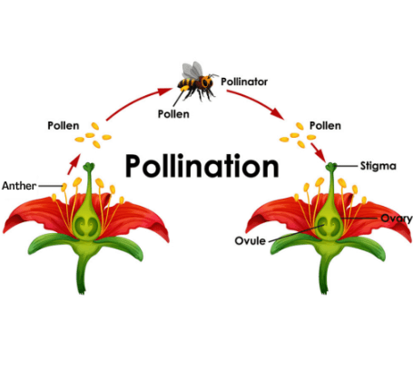 Pollination vs Fertilization - Differences, and Similarities_3.1