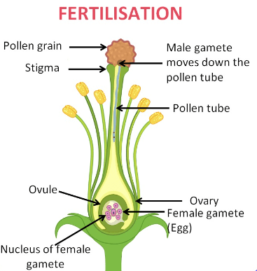 Pollination vs Fertilization - Differences, and Similarities_4.1