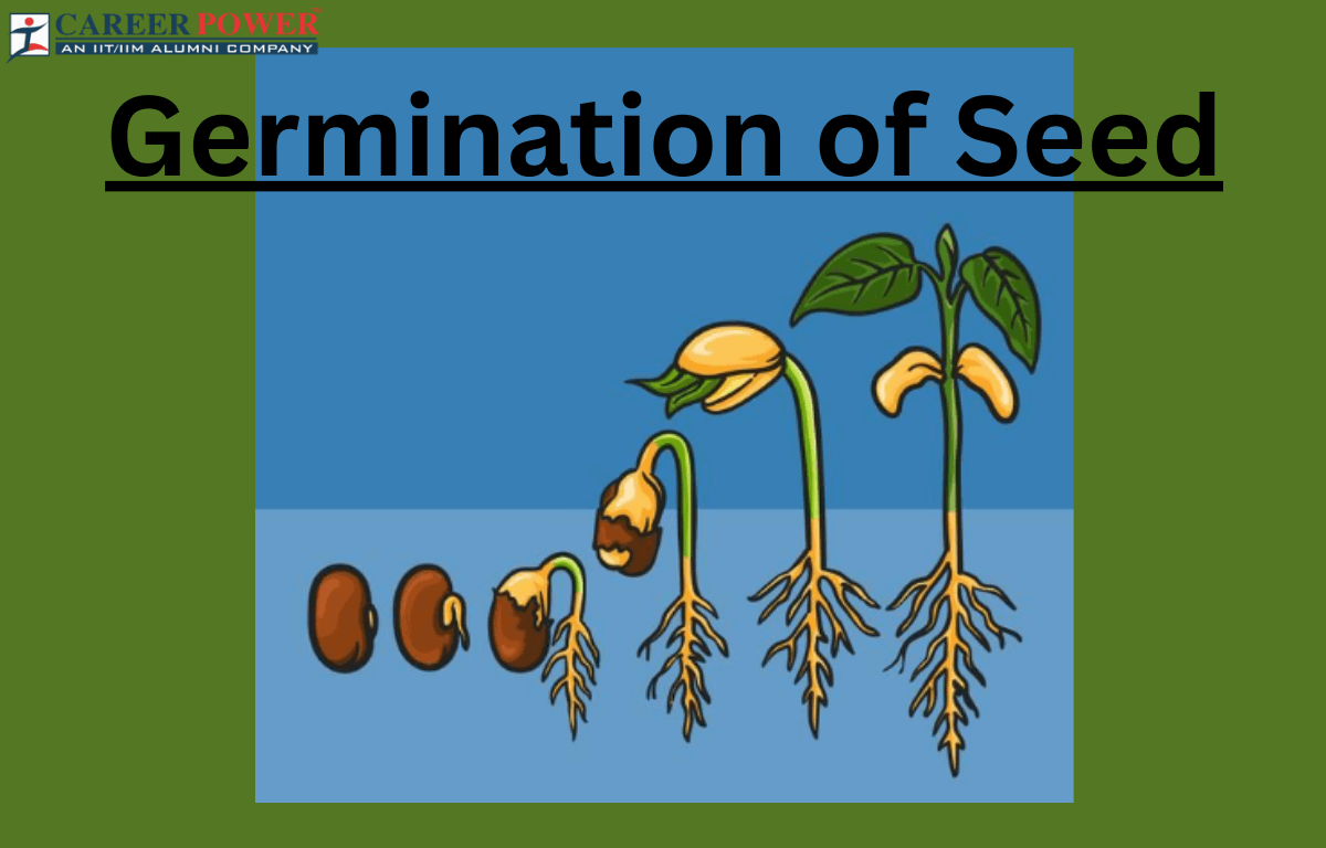 germination of seed