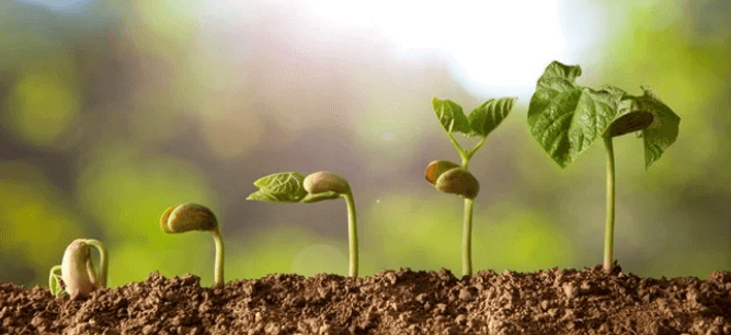 Seed Germination: Definition, Process, and Factors Affecting the Process_3.1