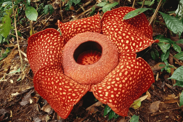 What is the world largest flowers?