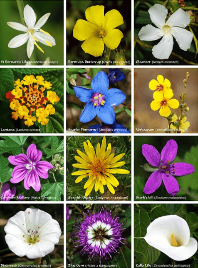 Flowers Names in English and Hindi, List of 50 Flowers Name_3.1