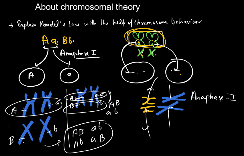 Chromosomal Theory of Inheritance_6.1