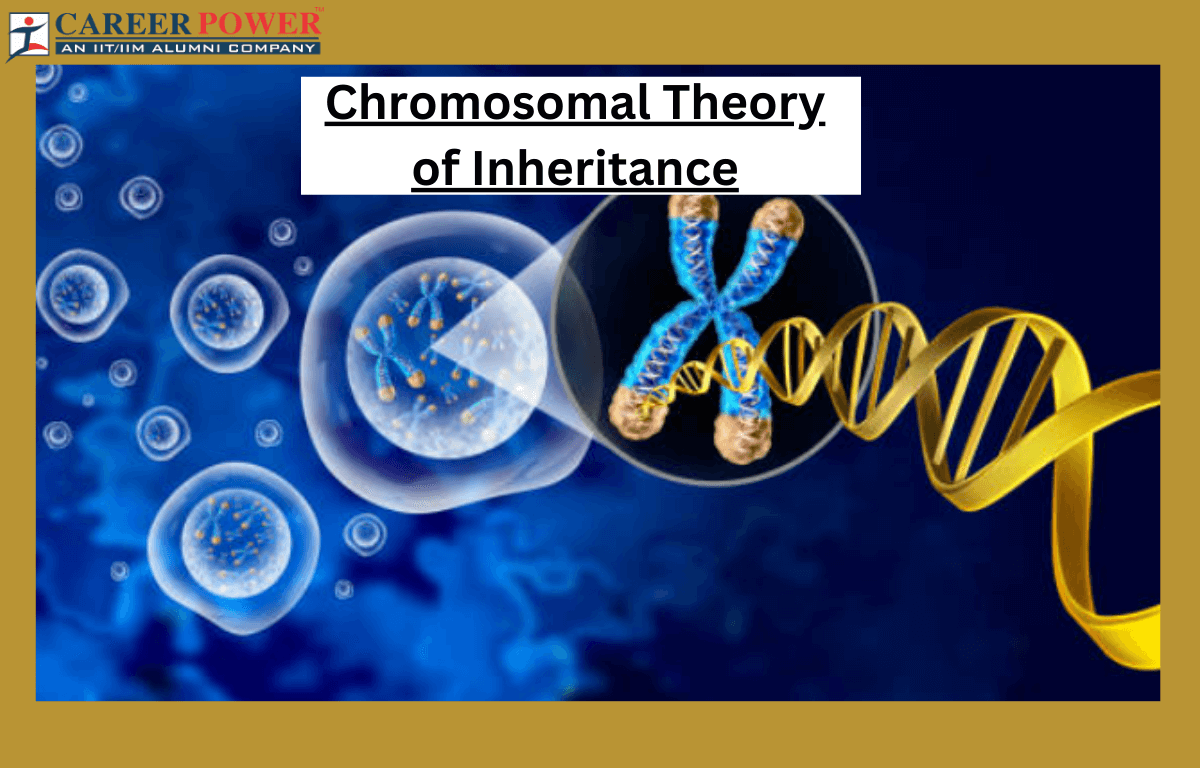 chromosomal theory of inheritance