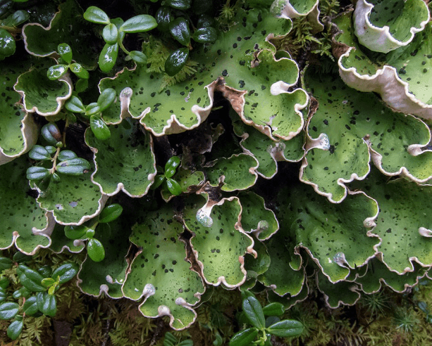 Fungi and Lichens: Definition, Differences, and Functions_4.1