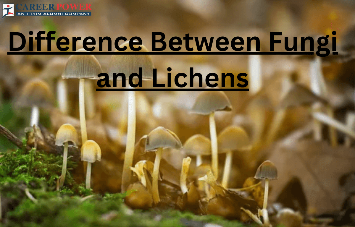 difference between fungi and lichens