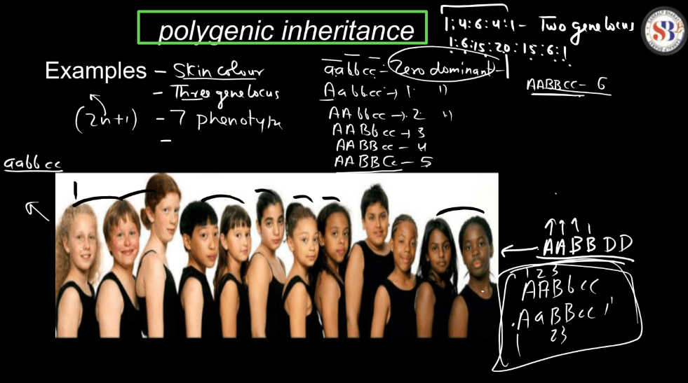 Polygenic Inheritance - Definition, Characteristics, and Examples_5.1
