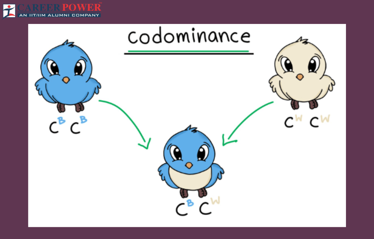 codominance