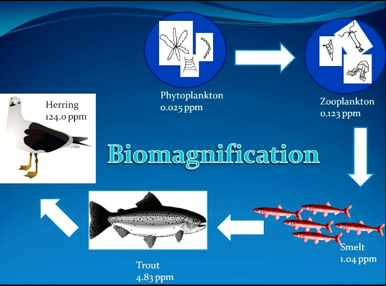 Biomagnification and Bioaccumulation: Definition, Differences, Importance_4.1