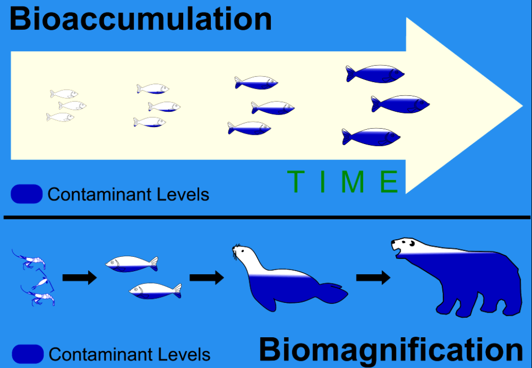 Biomagnification and Bioaccumulation: Definition, Differences, Importance_3.1