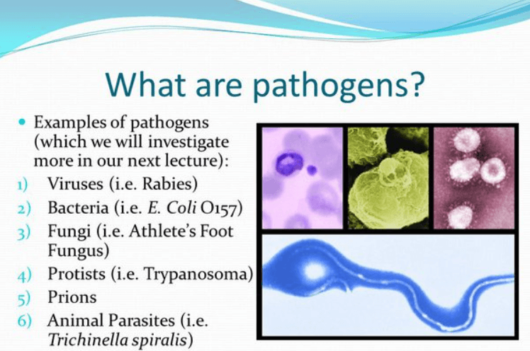 Difference Between Antigen and Pathogen_4.1