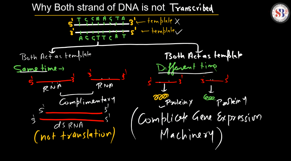 Transcription - Process, Unit, RNA Polymerase, Types of RNA_6.1